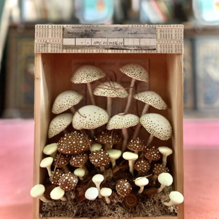 mushrooms